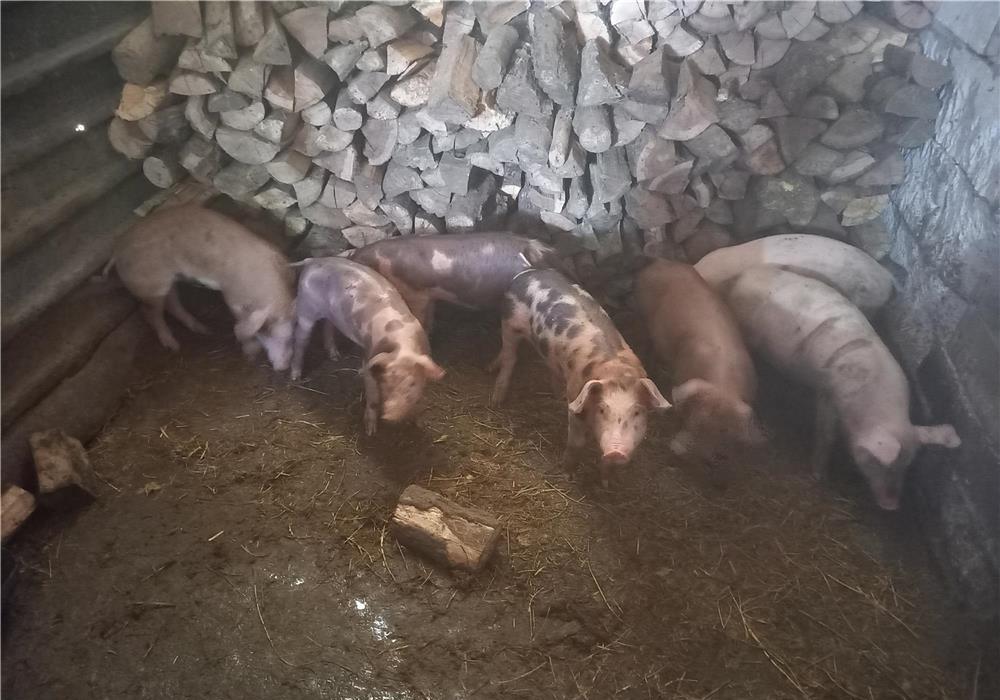 Purcei pietrani
