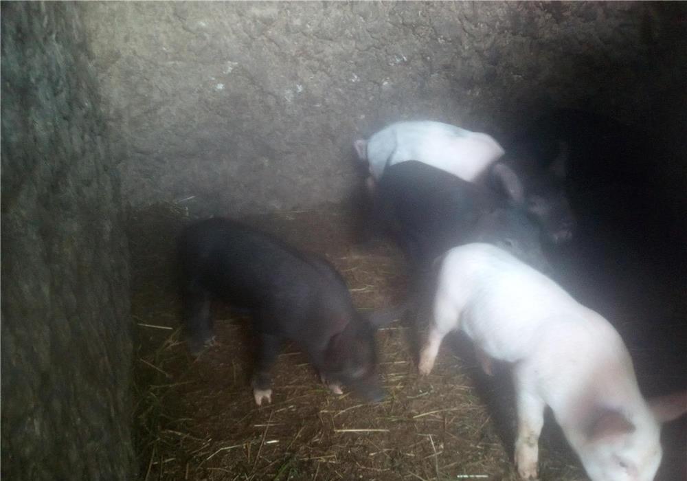 Purcei pt crescut