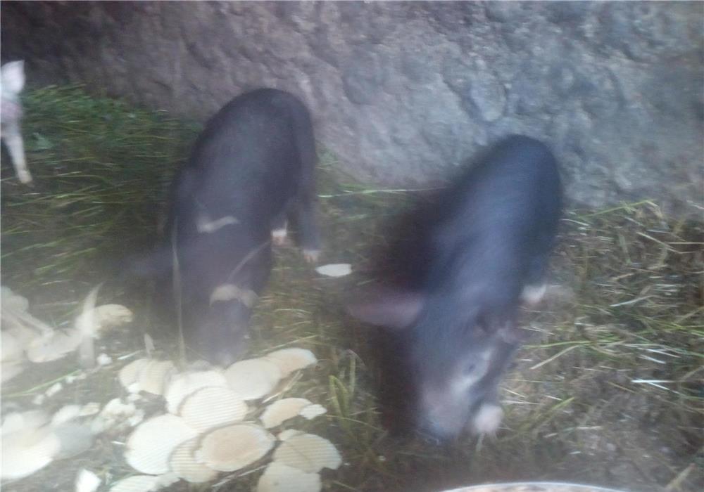 Purcei pt crescut