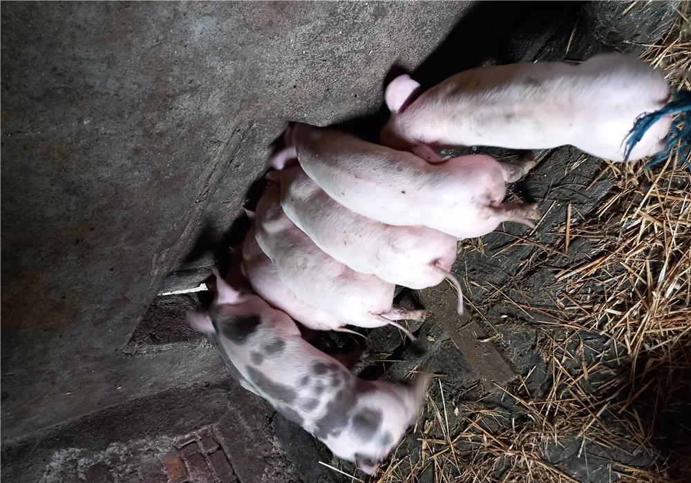 purcei rasa de carne