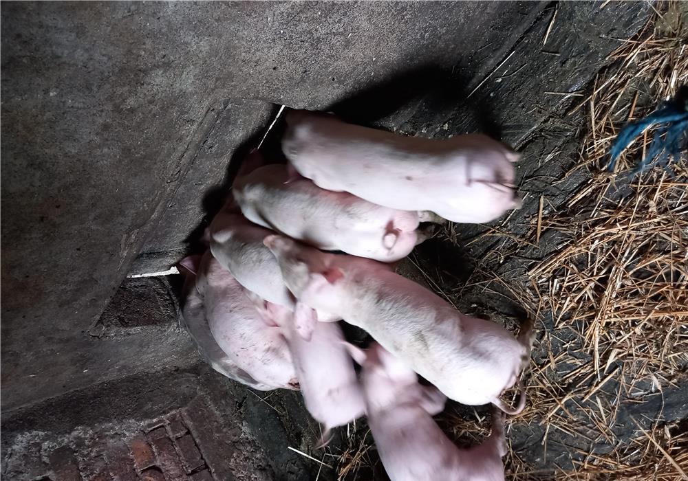 purcei rasa de carne