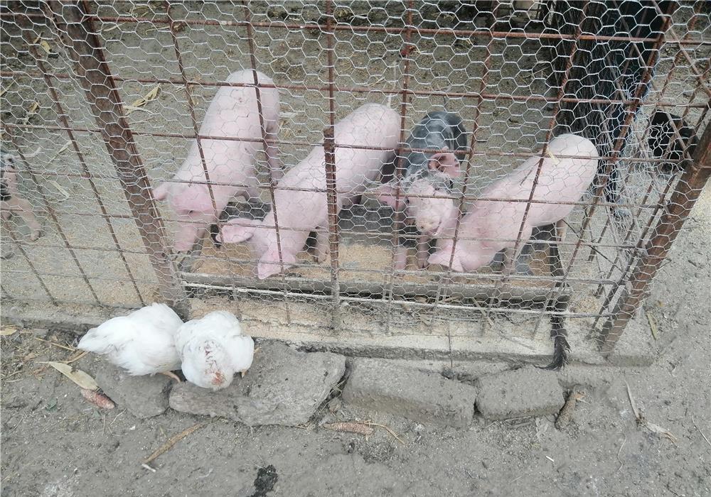 Purcei rasă  pietrar, foarte bună, 7 săptămâni