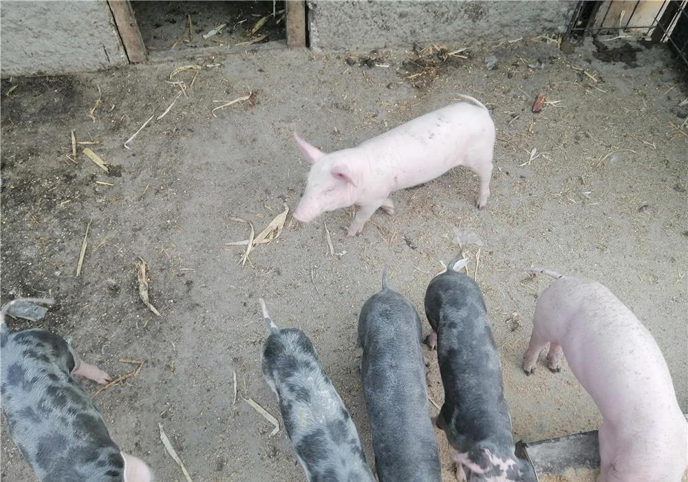 Purcei rasă  pietrar, foarte bună, 7 săptămâni