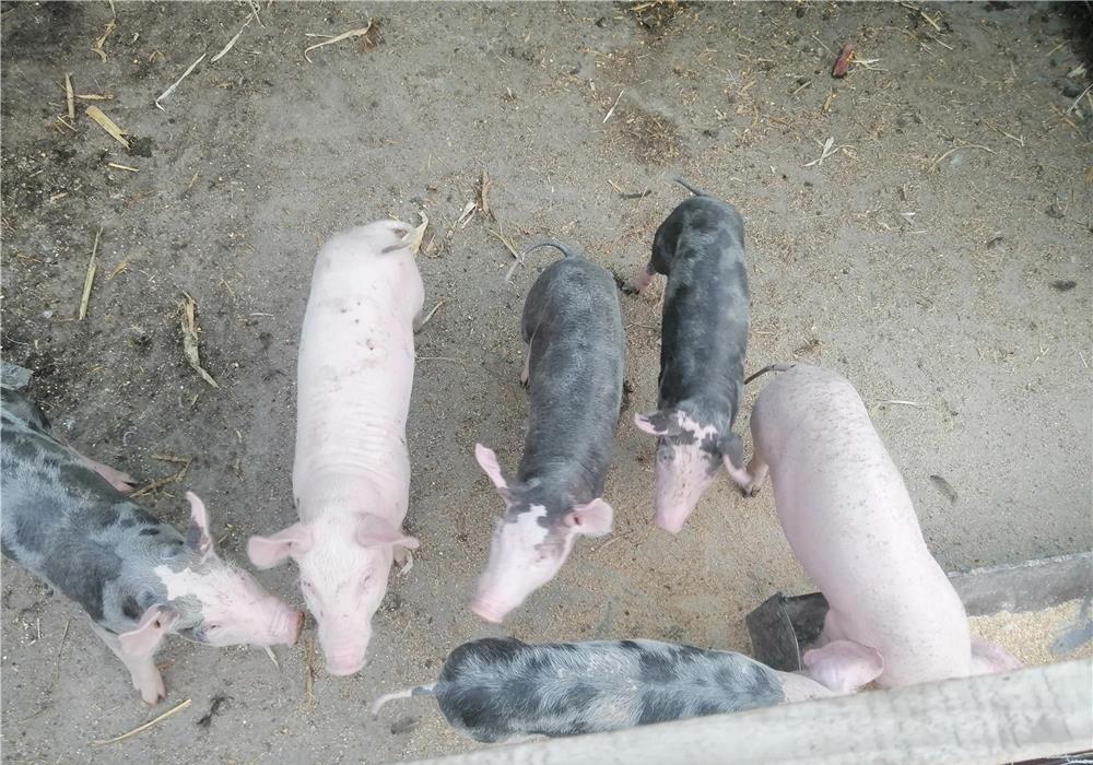 Purcei rasă  pietrar, foarte bună, 7 săptămâni