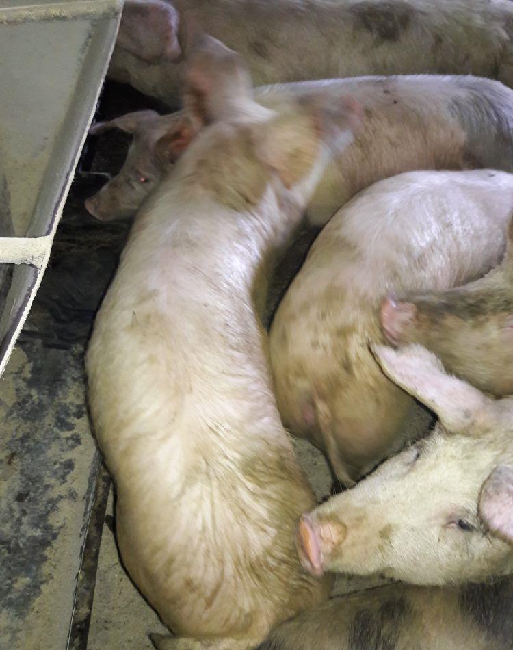 purcei sau porci
