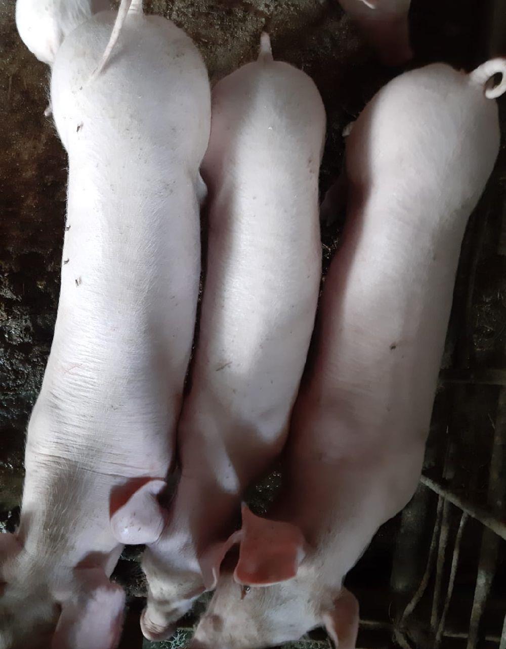 purcei sau porci
