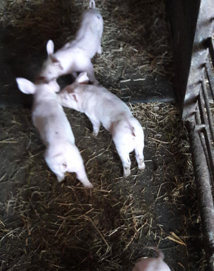 purcei sau porci