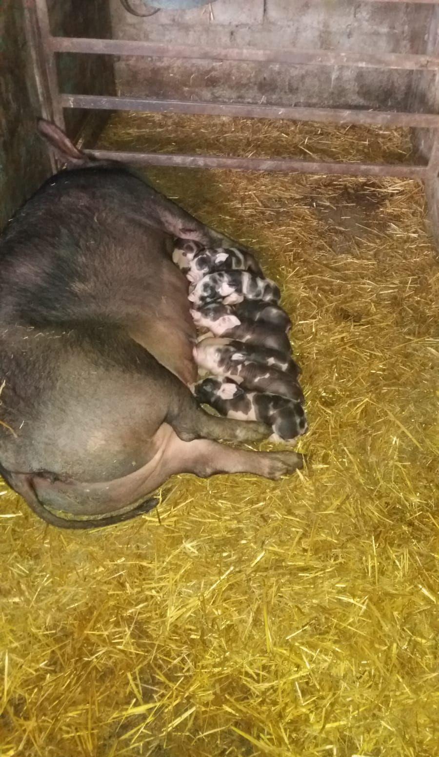 purcei sau porci
