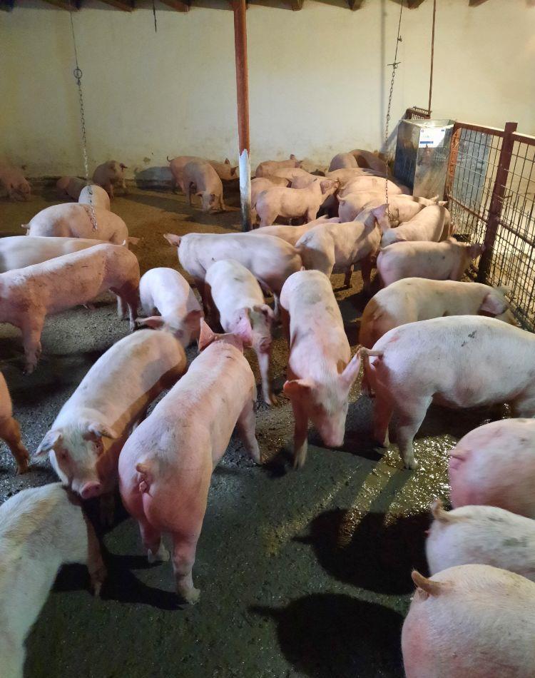 purcei si porci 30_300kg