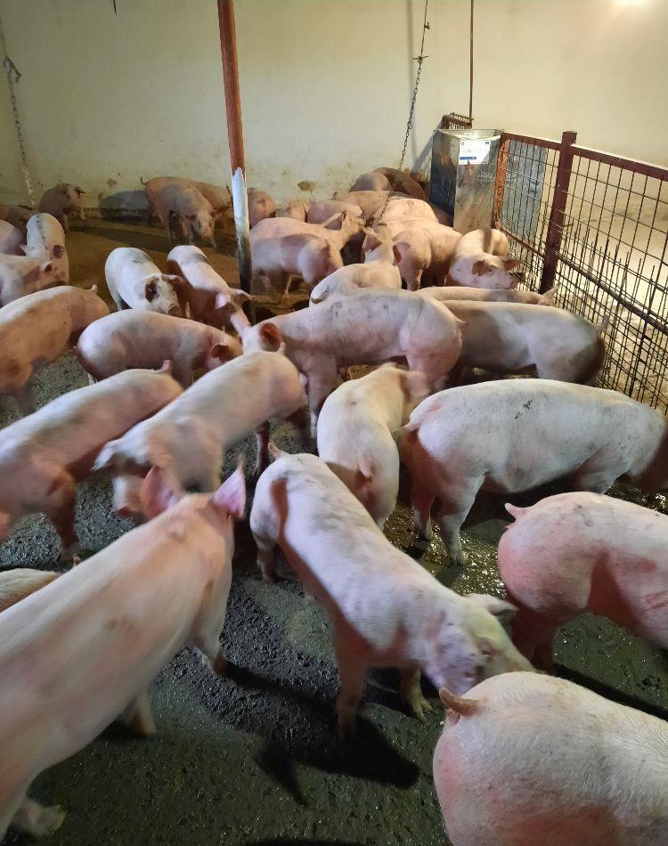 purcei si porci 30_300kg