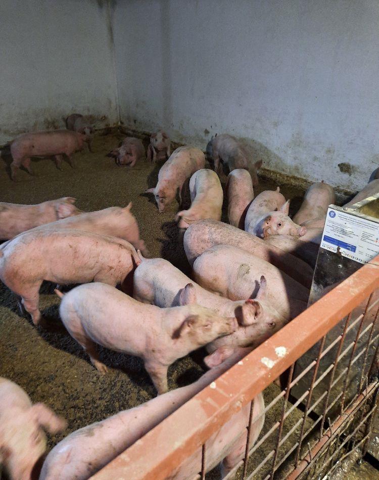 purcei si porci 30_300kg