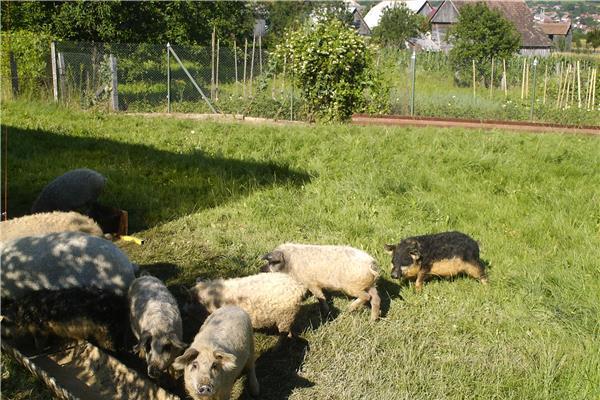 Purcei si porci de rasa pura mangalita cu Pedigree