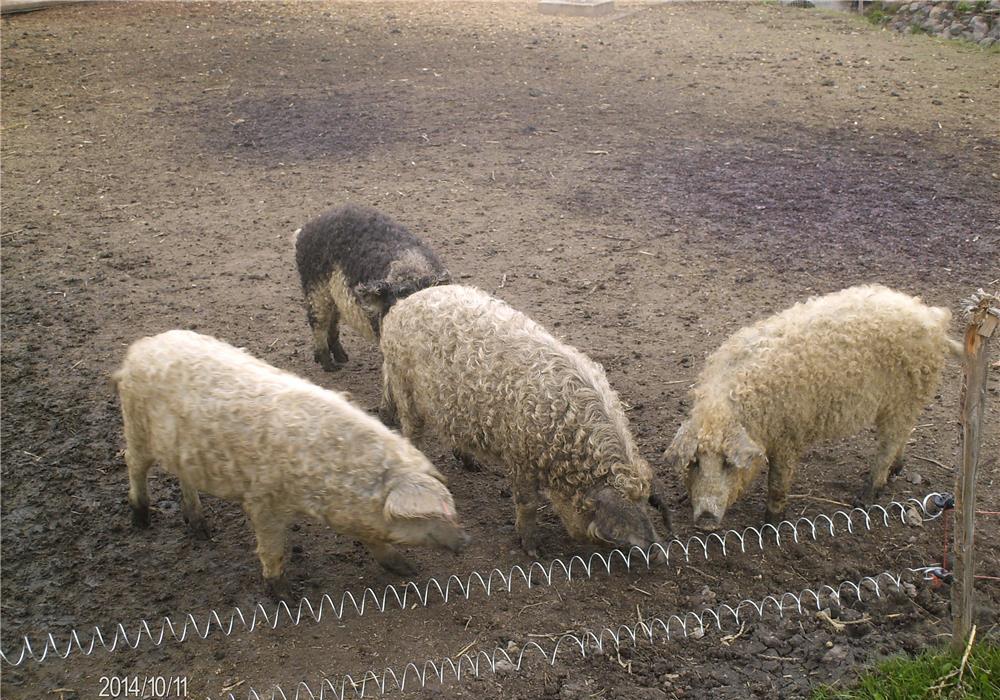 Purcei si porci de rasa pura mangalita cu Pedigree
