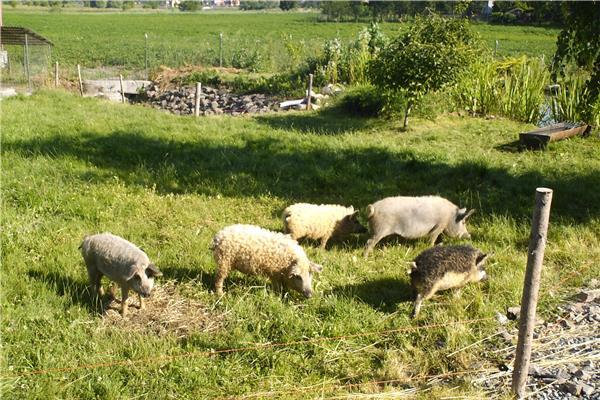 Purcei si porci de rasa pura mangalita cu Pedigree