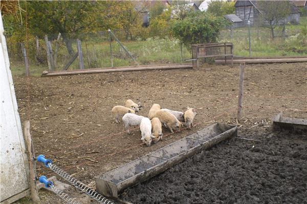 Purcei si porci de rasa pura mangalita cu Pedigree