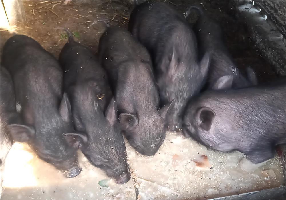Purcei vietnamezi