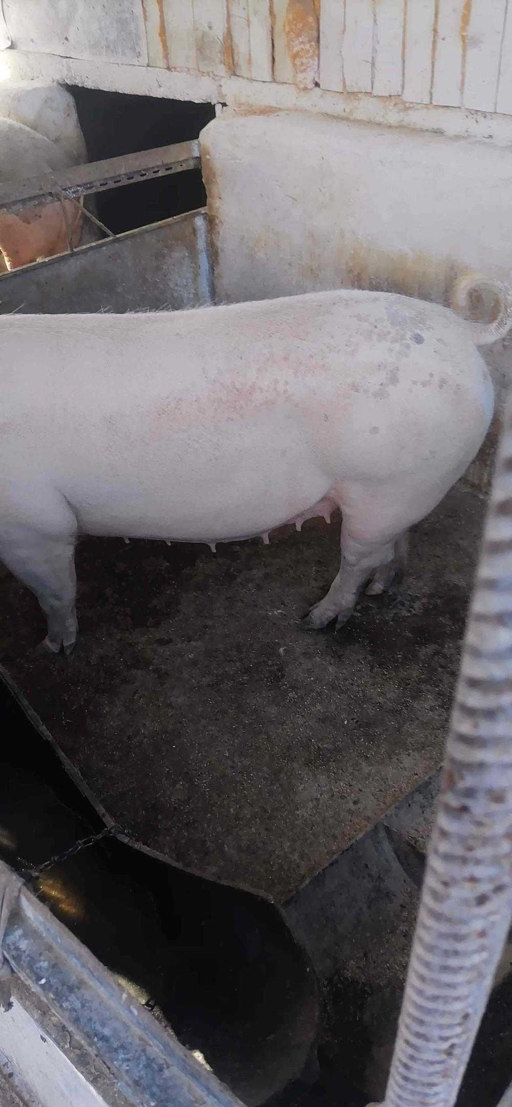 Purcele de vanzare
