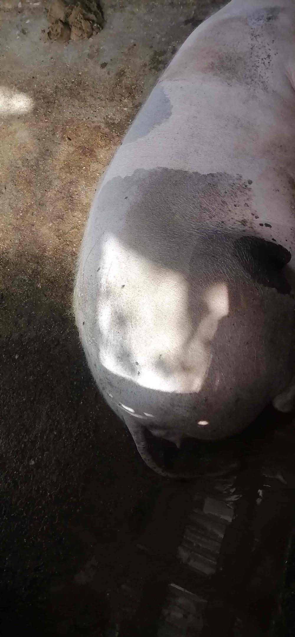 Purcele de vanzare