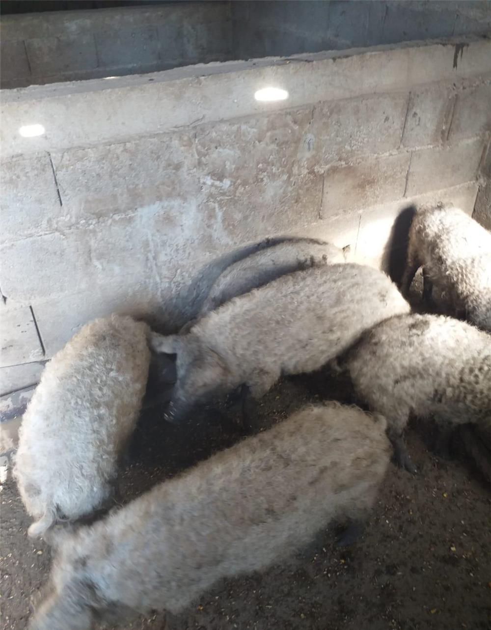 Purceluși Mangalita