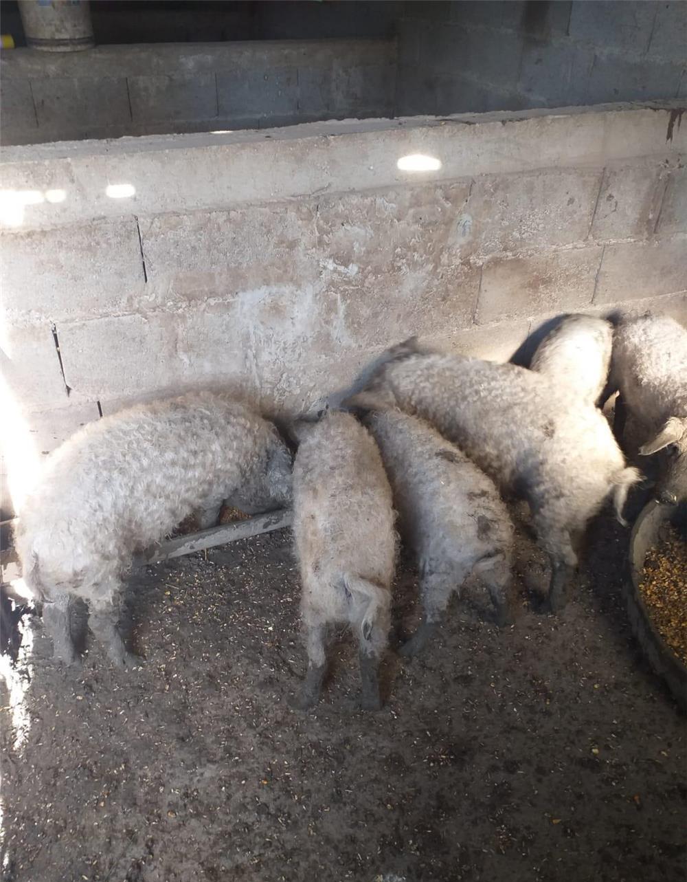 Purceluși Mangalita