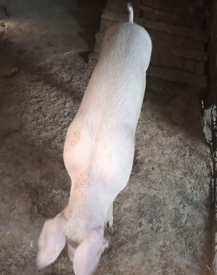 PURCICA