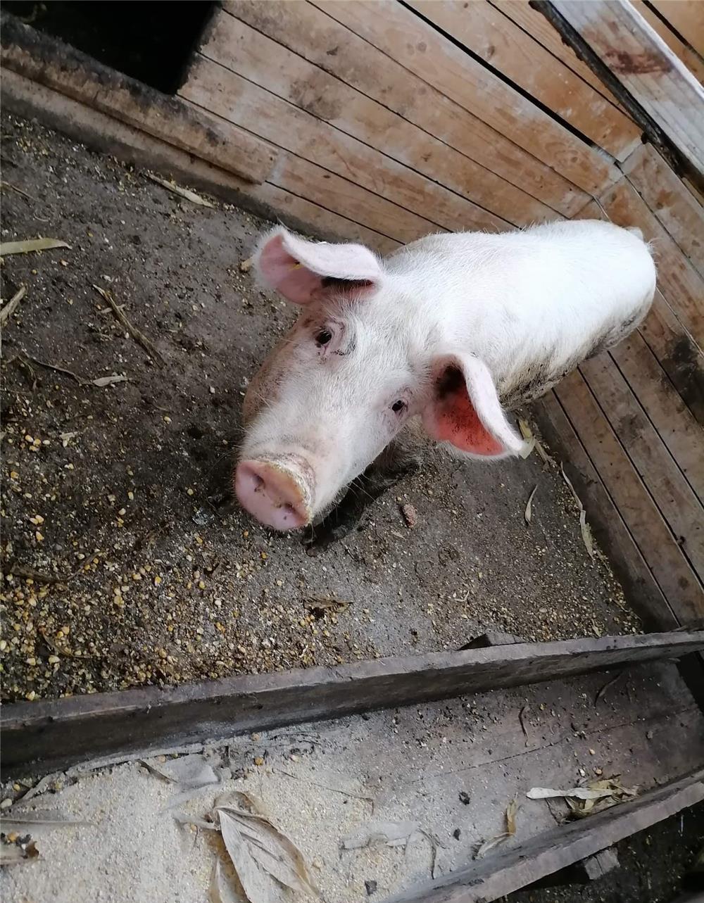 purcica de vânzare