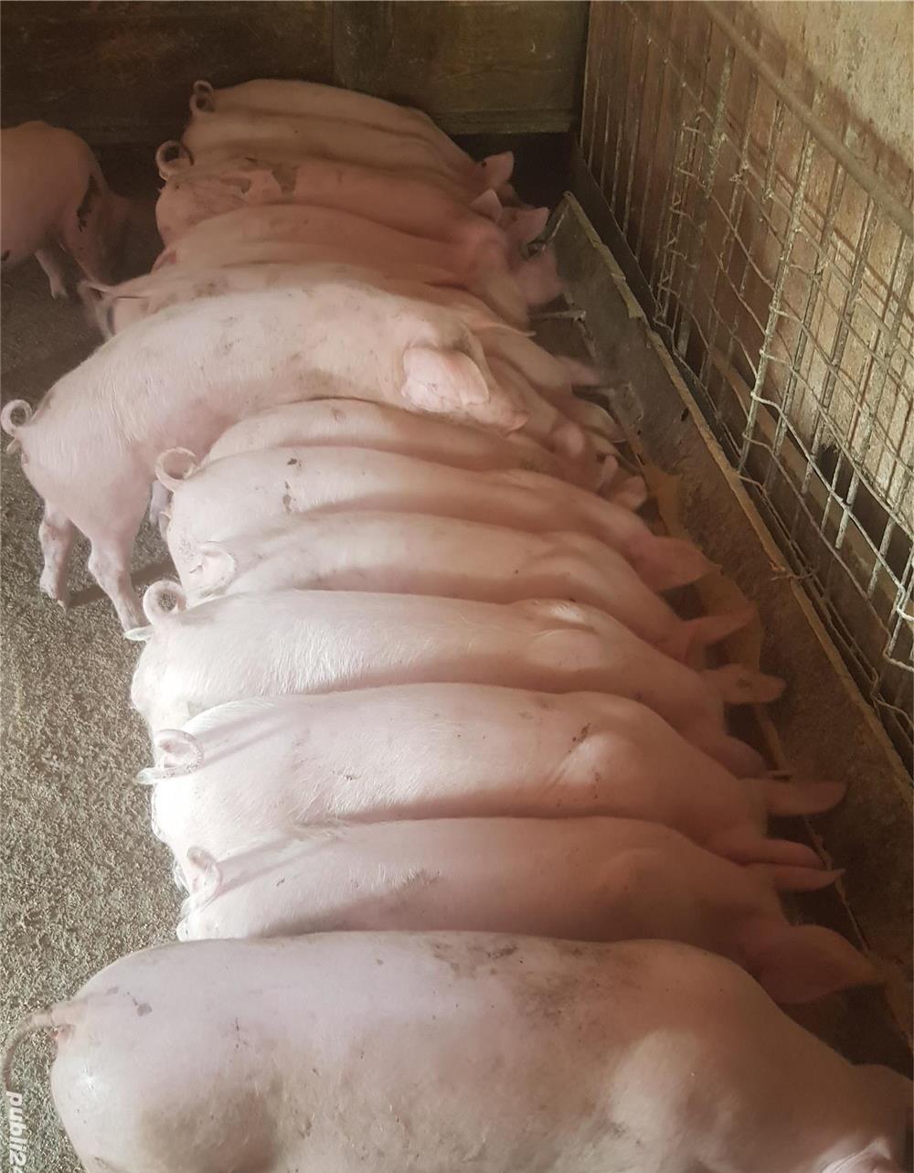 pureci porci