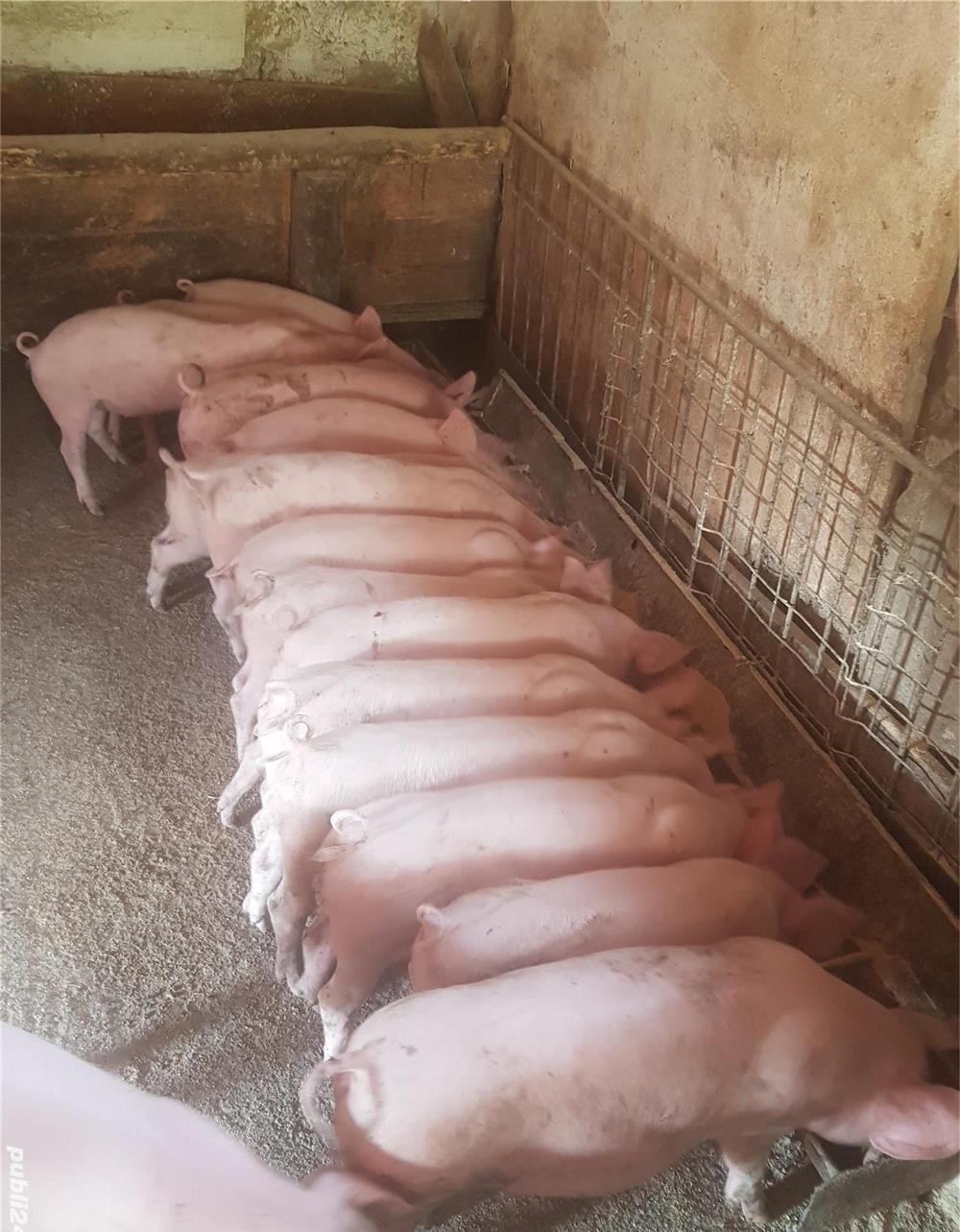 pureci porci