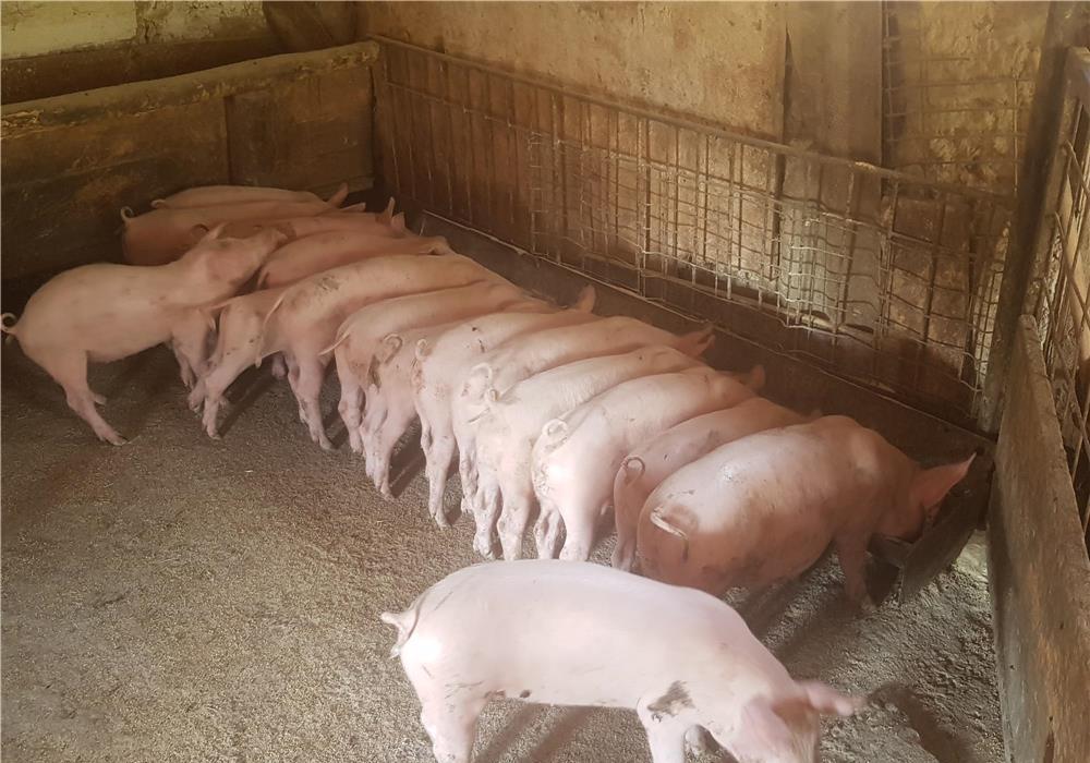 pureci porci
