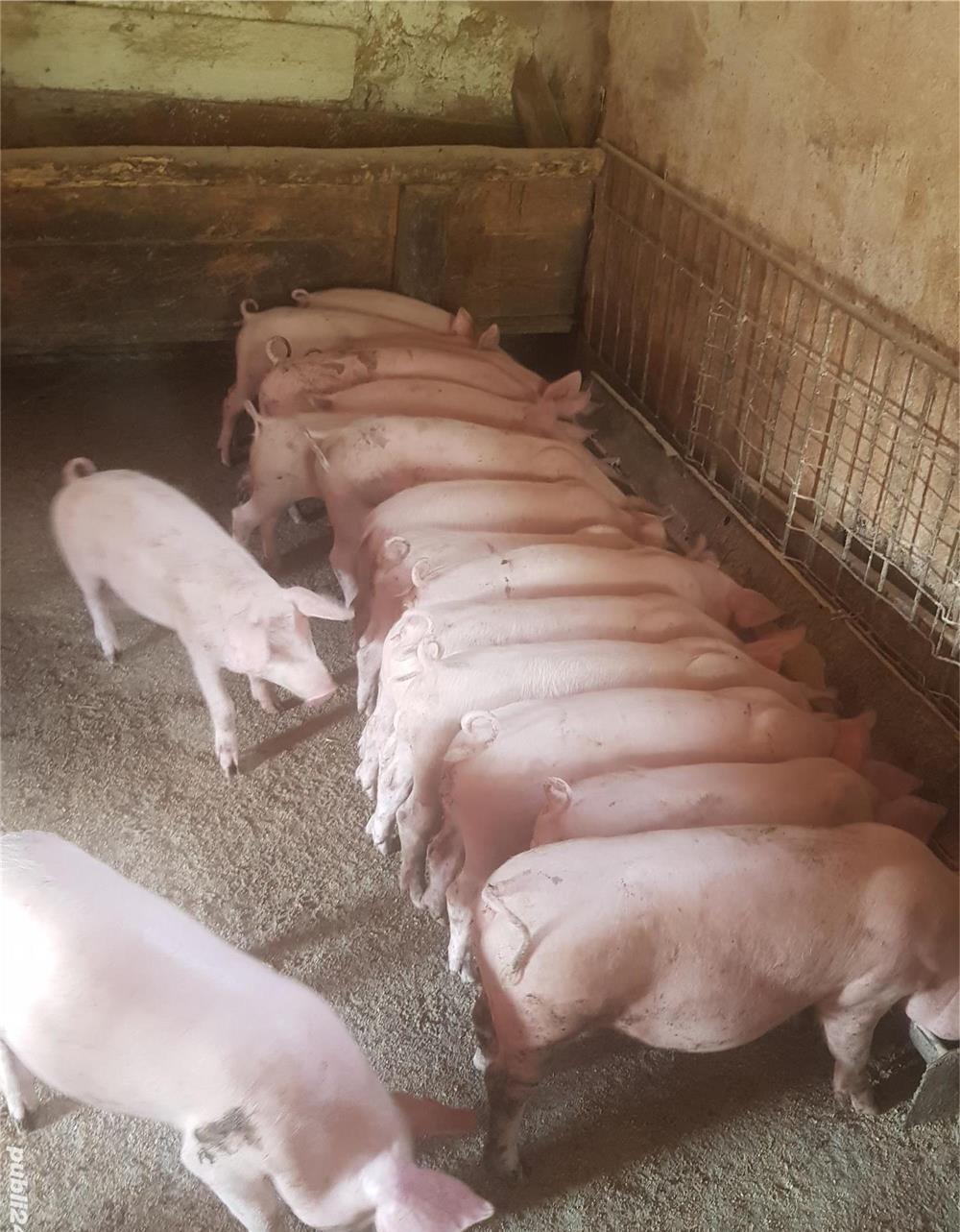 pureci porci