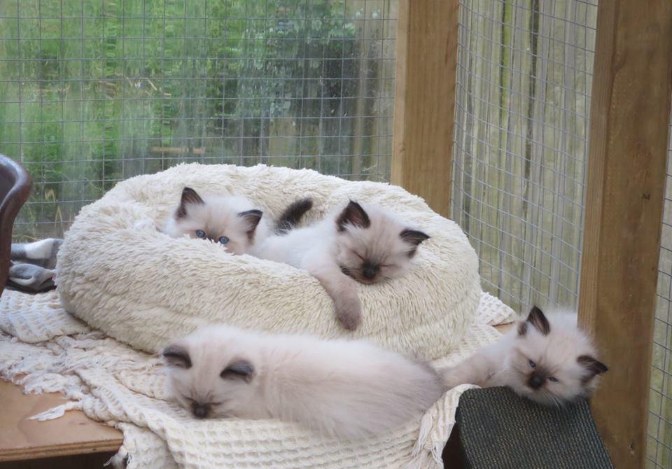 Ragdoll