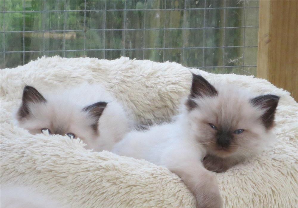 Ragdoll
