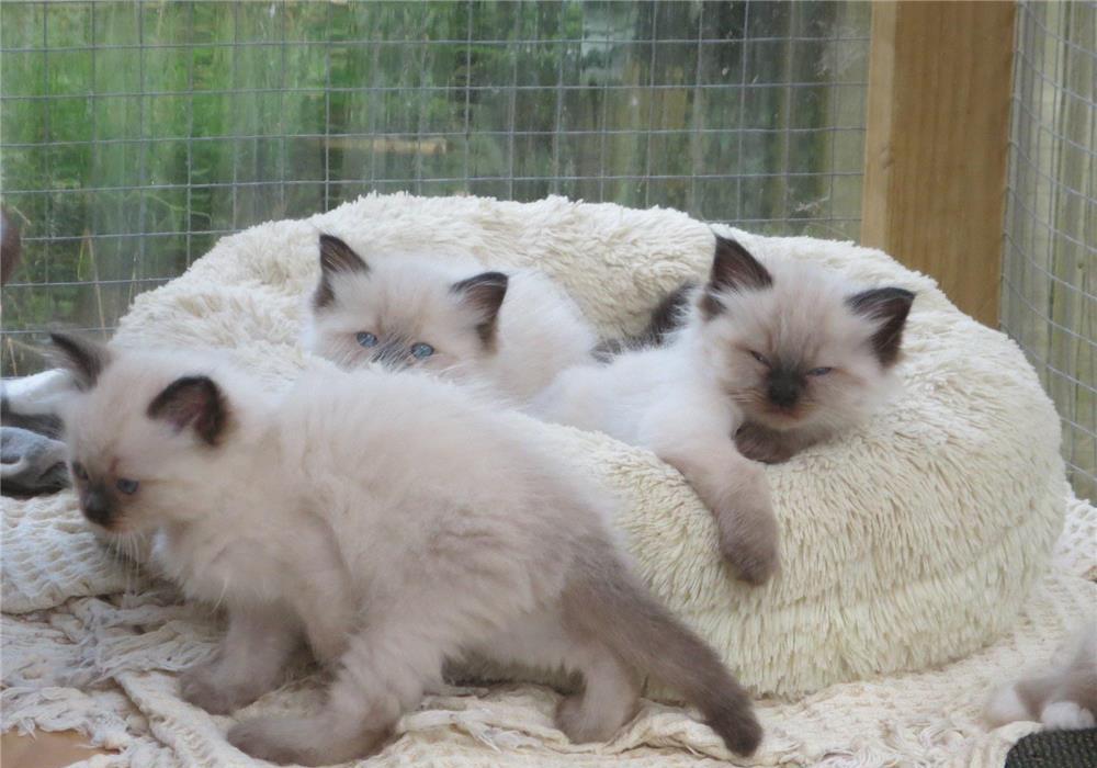 Ragdoll