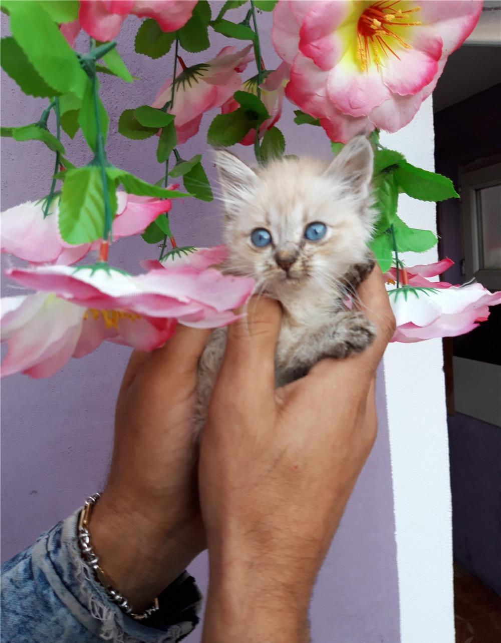 Ragdoll baietei si fetite