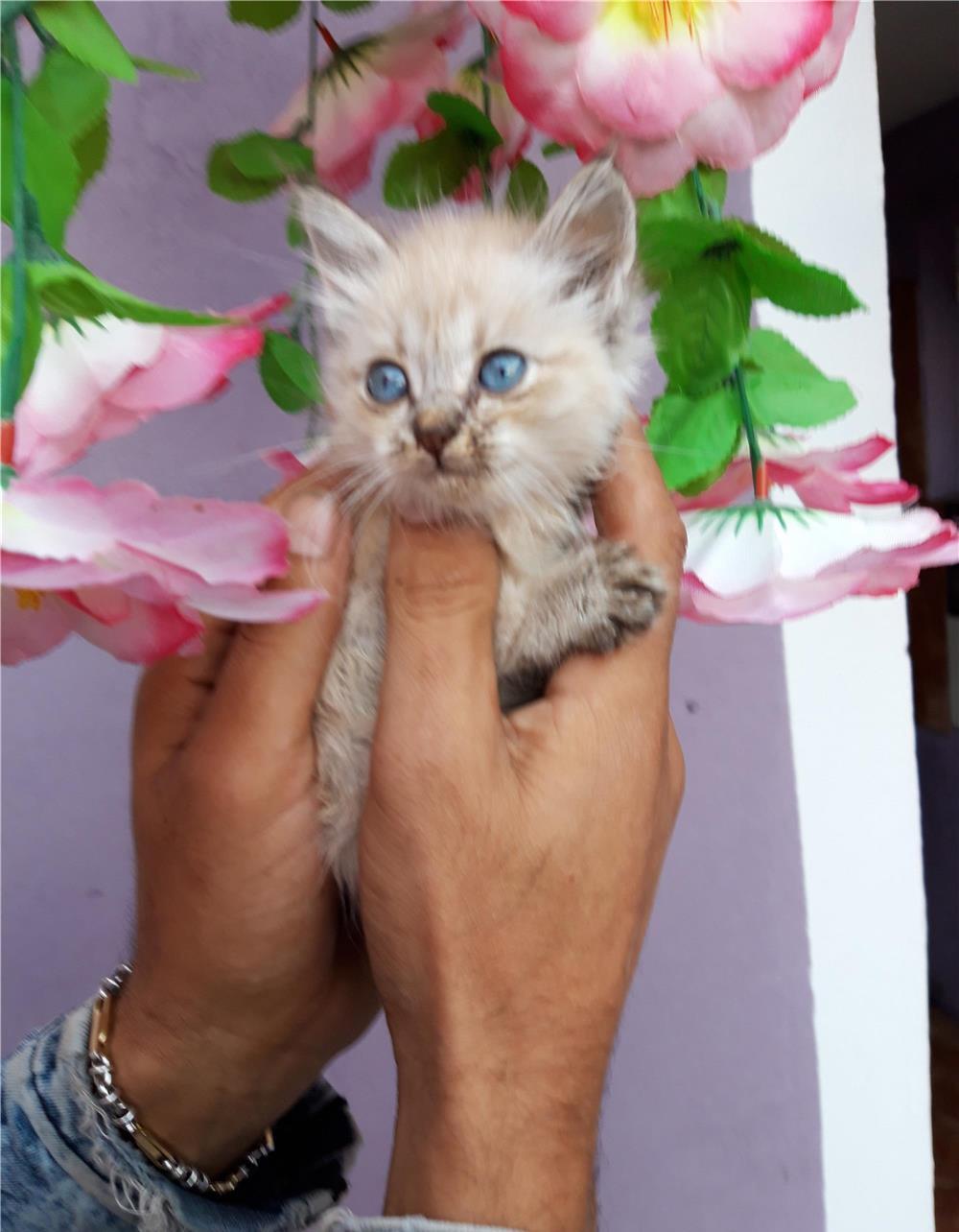 Ragdoll baietei si fetite