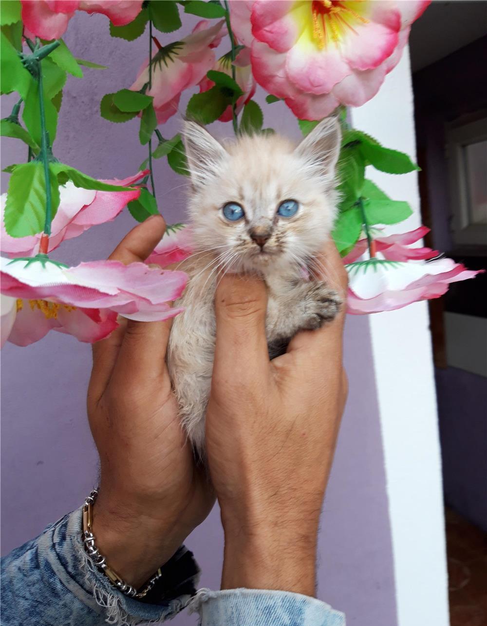 Ragdoll baietei si fetite