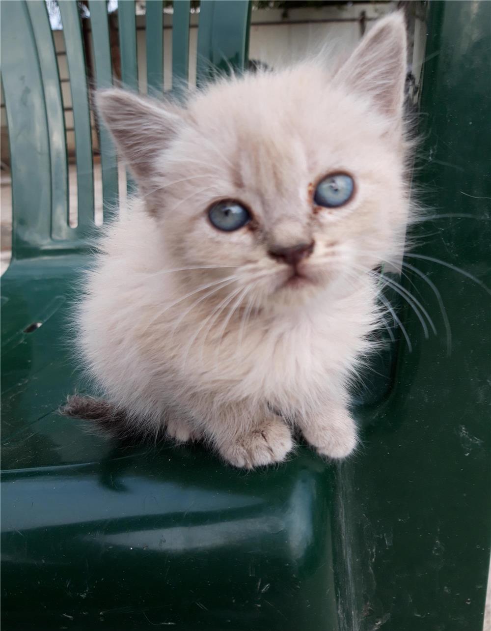 Ragdoll baietei si fetite