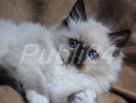ragdoll cea mai frumoasa rasa