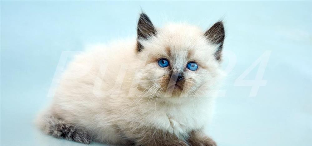 ragdoll cea mai frumoasa rasa