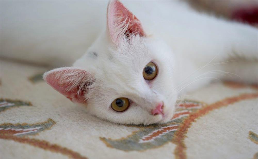 ragdoll white
