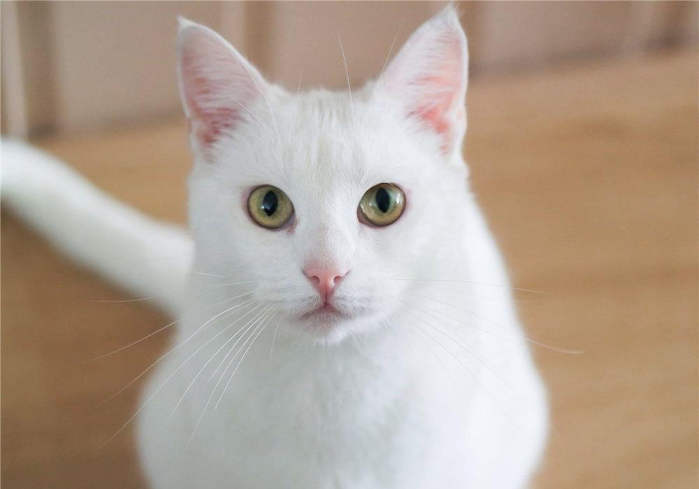 ragdoll white