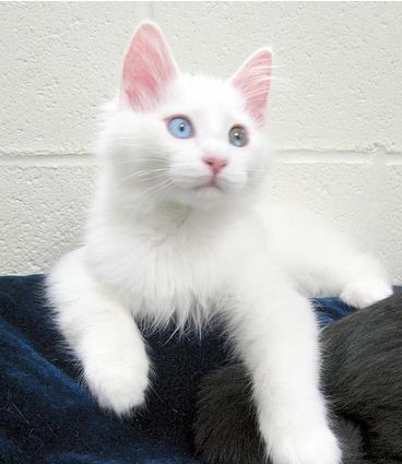 ragdoll white fetita si baietel superbi