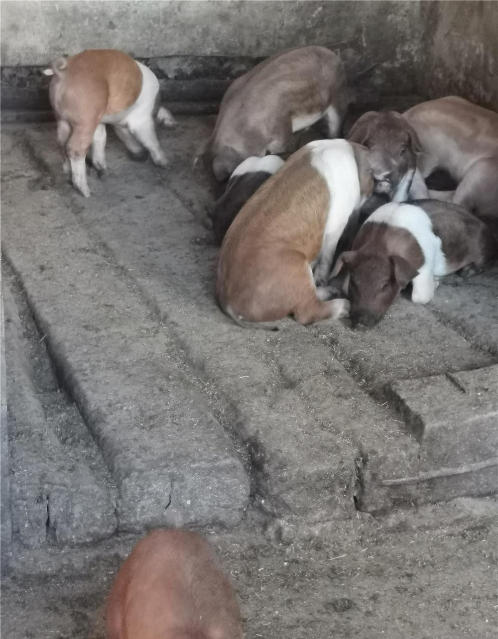 Rasă de carne