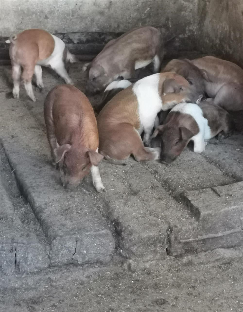 Rasă de carne