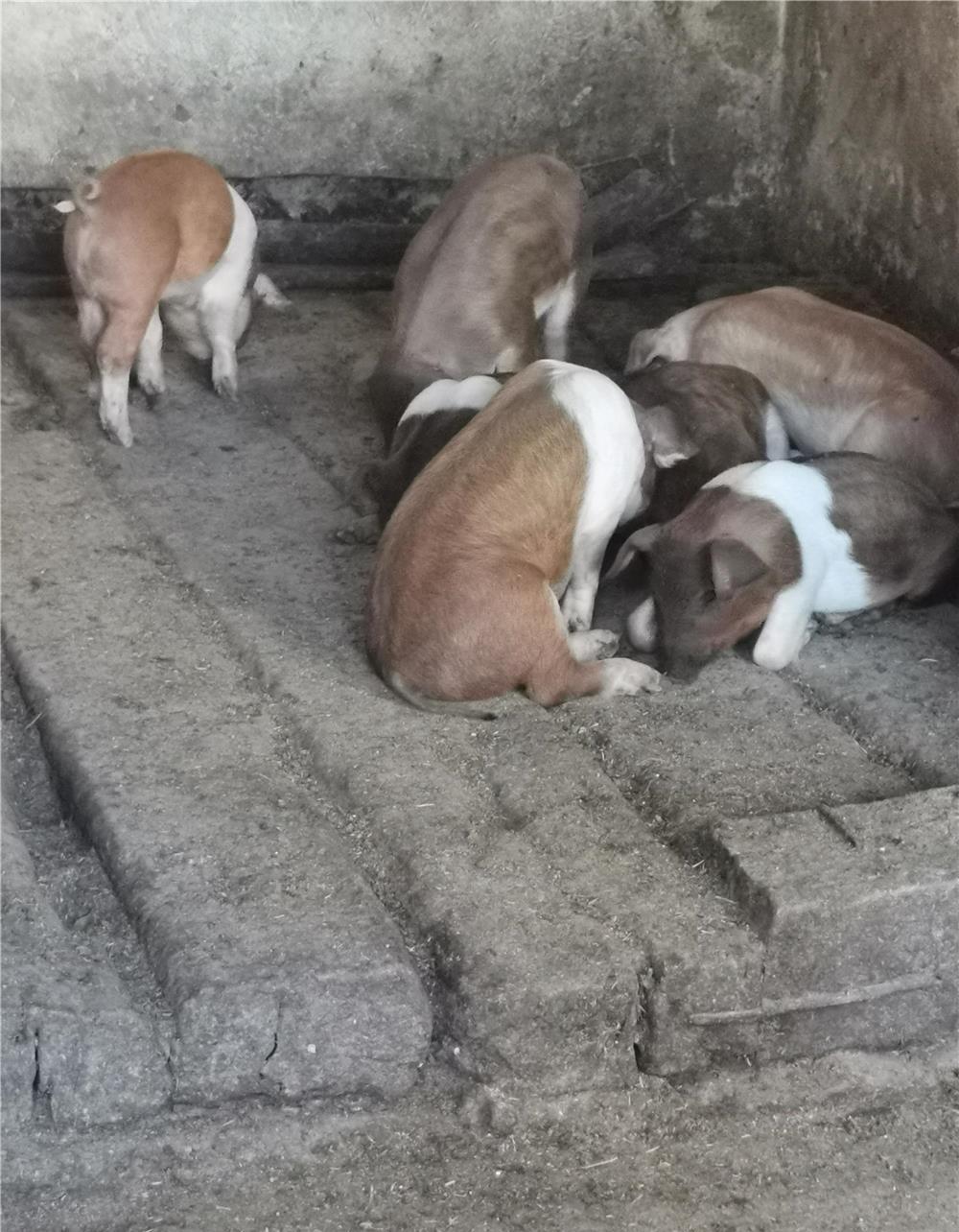 Rasă de carne