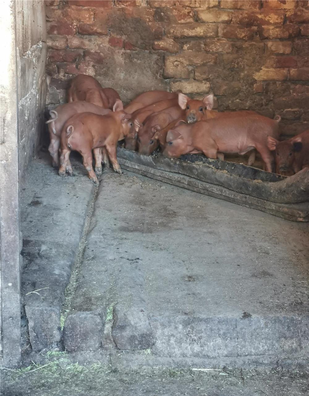 Rasă de carne