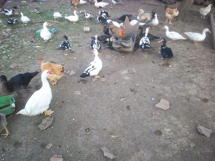 Rațe si rățoi de vanzare