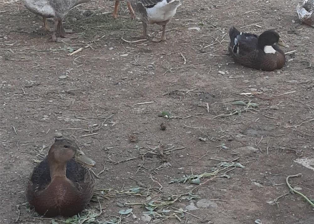 Rațoi românești