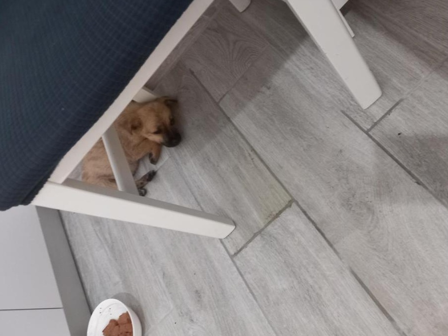 rochi