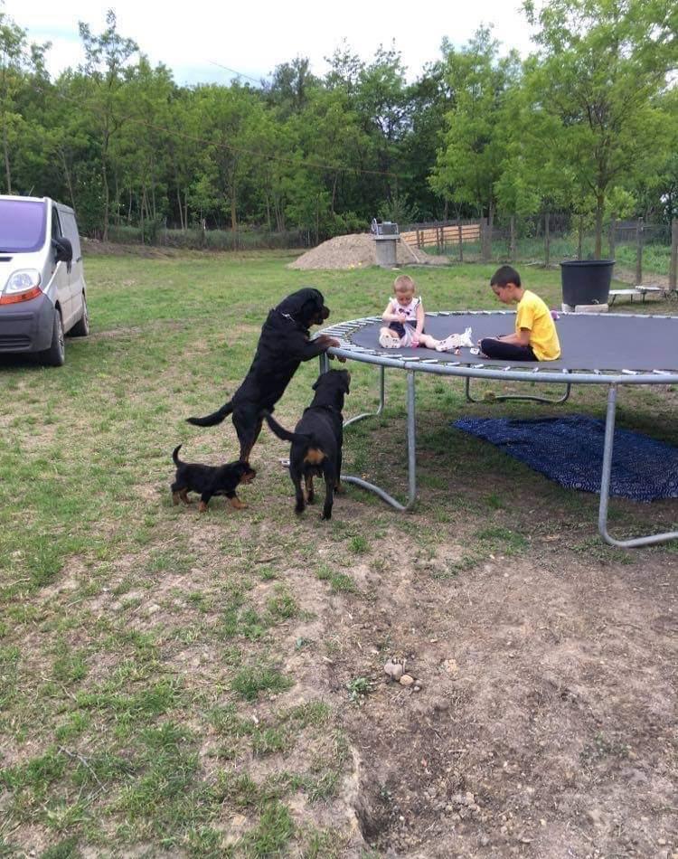 Rottweiler